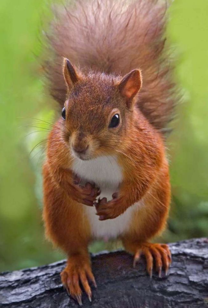 The Elderly Squirrel in younger days