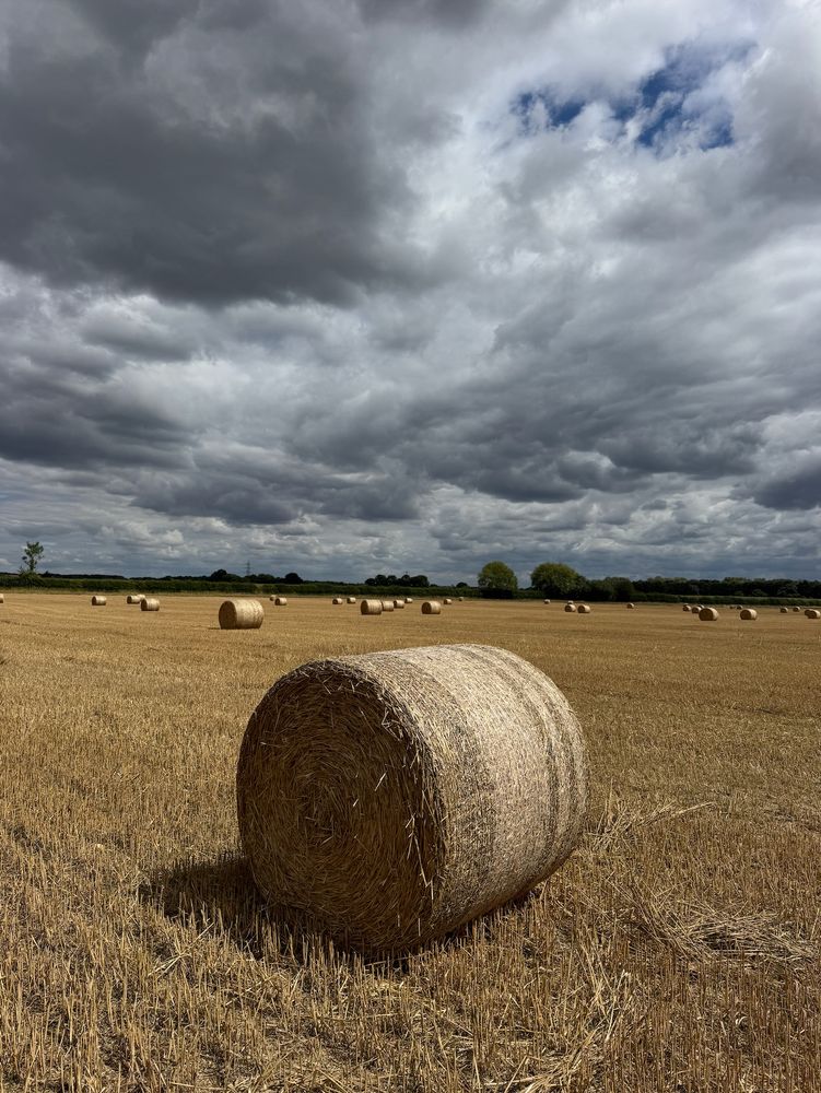 Straw bales in a field.