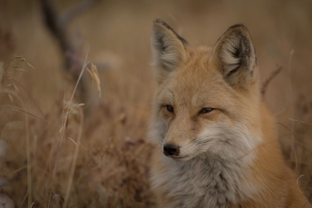 Old Fox in the fields