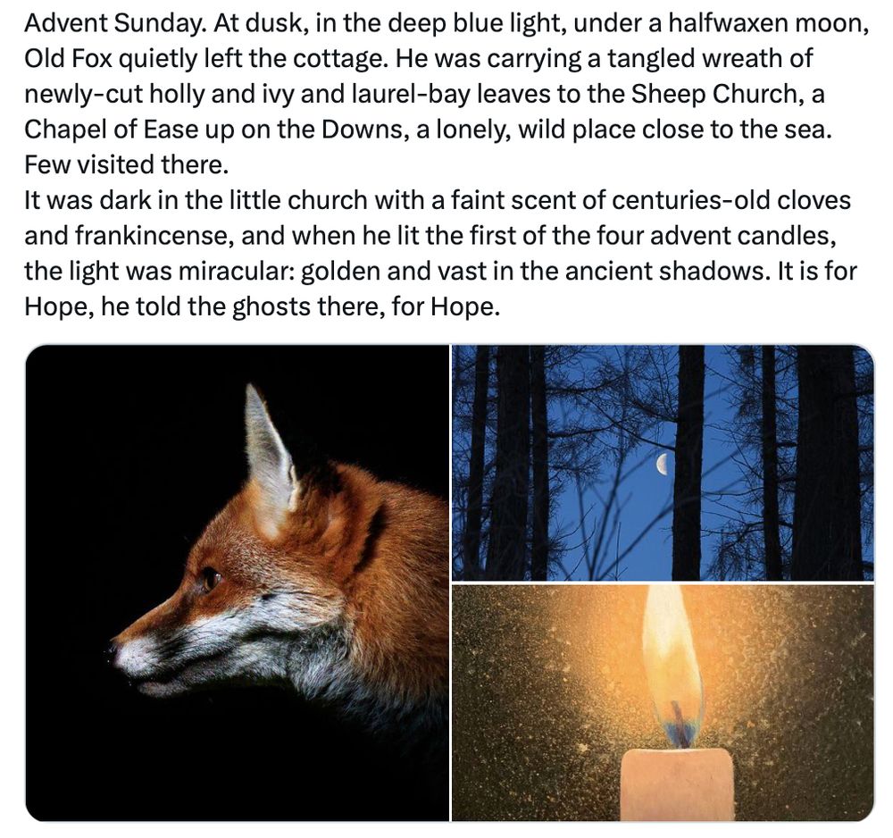 Advent Sunday. At dusk, in the deep blue light, under a halfwaxen moon, Old Fox quietly left the cottage. He was carrying a tangled wreath of newly-cut holly and ivy and laurel-bay leaves to the Sheep Church, a Chapel of Ease up on the Downs, a lonely, wild place close to the sea. Few visited there.
It was dark in the little church with a faint scent of centuries-old cloves and frankincense, and when he lit the first of the four advent candles, the light was miracular: golden and vast in the ancient shadows. It is for Hope, he told the ghosts there, for Hope.