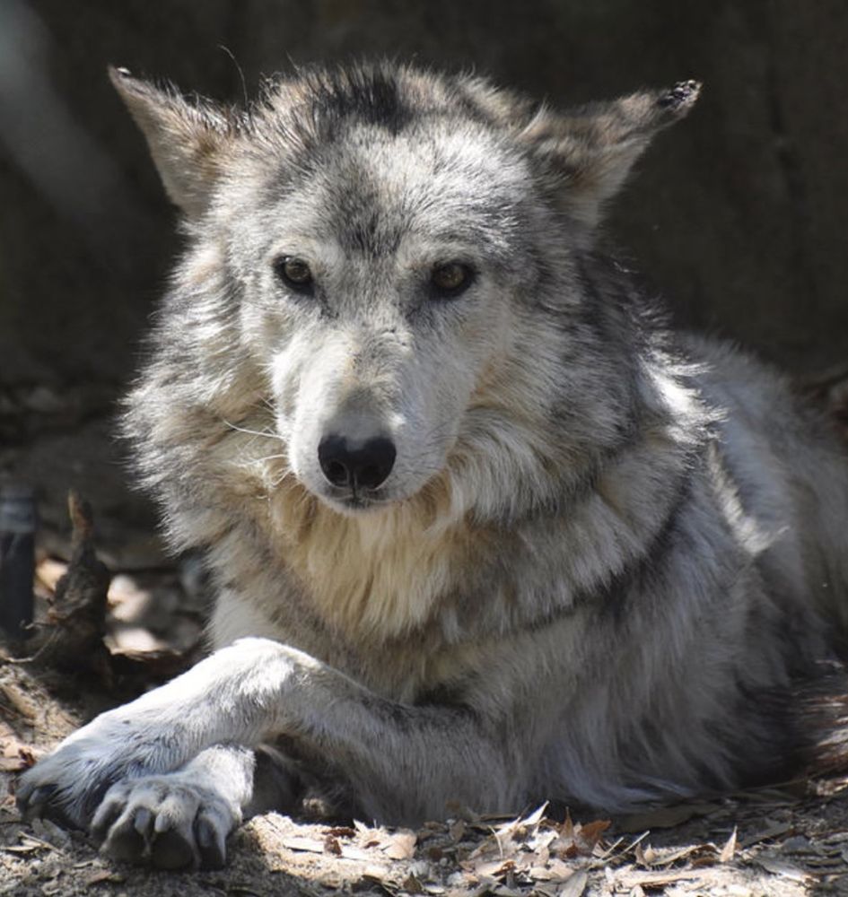 Wolf