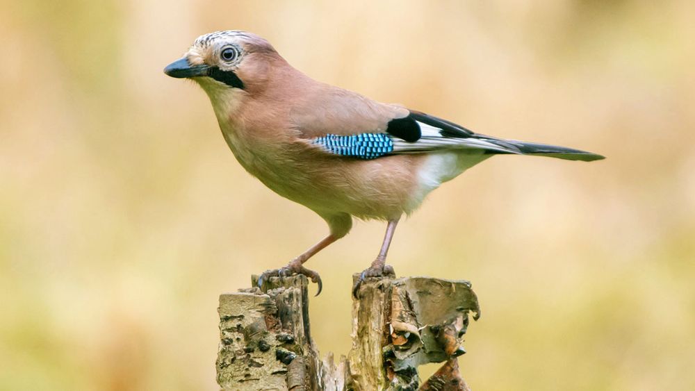 The Jay