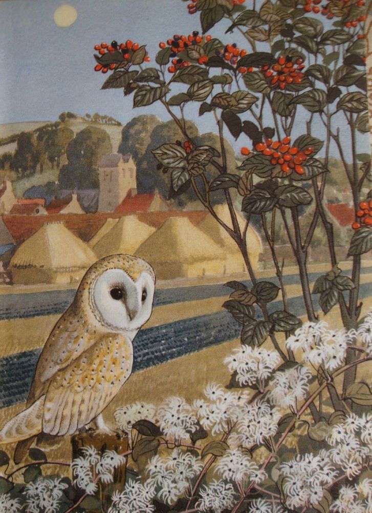 'The barn owl'. Illustration from What To Look For In Autumn by Charles Frederick Tunnicliffe.