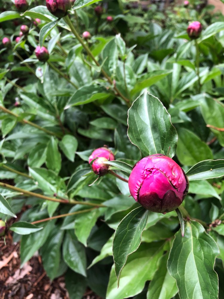Peonies yet to bloom