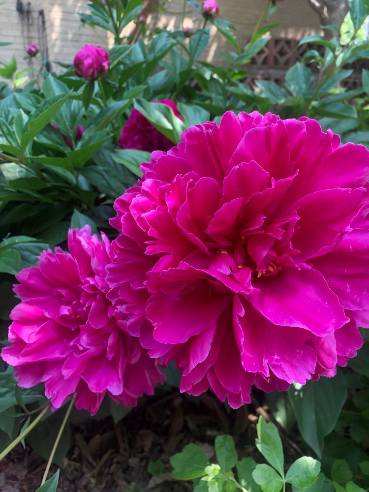 Blooming peonies