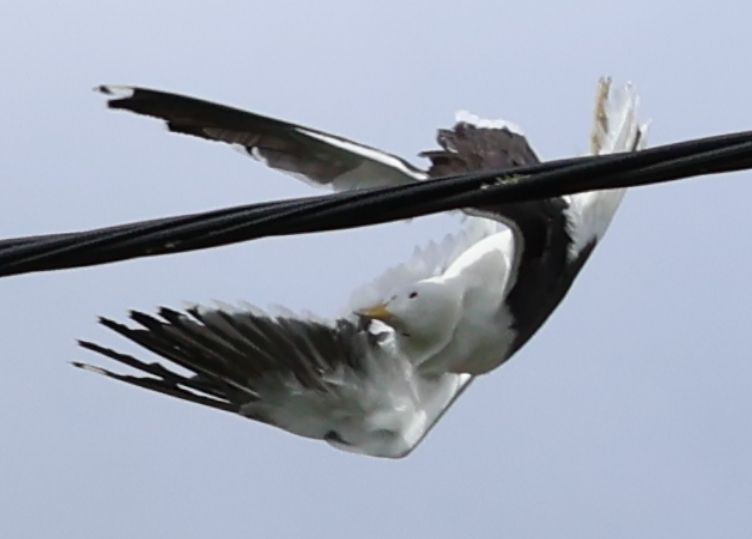 Not an explanation, but... this gull wasn't hurt.