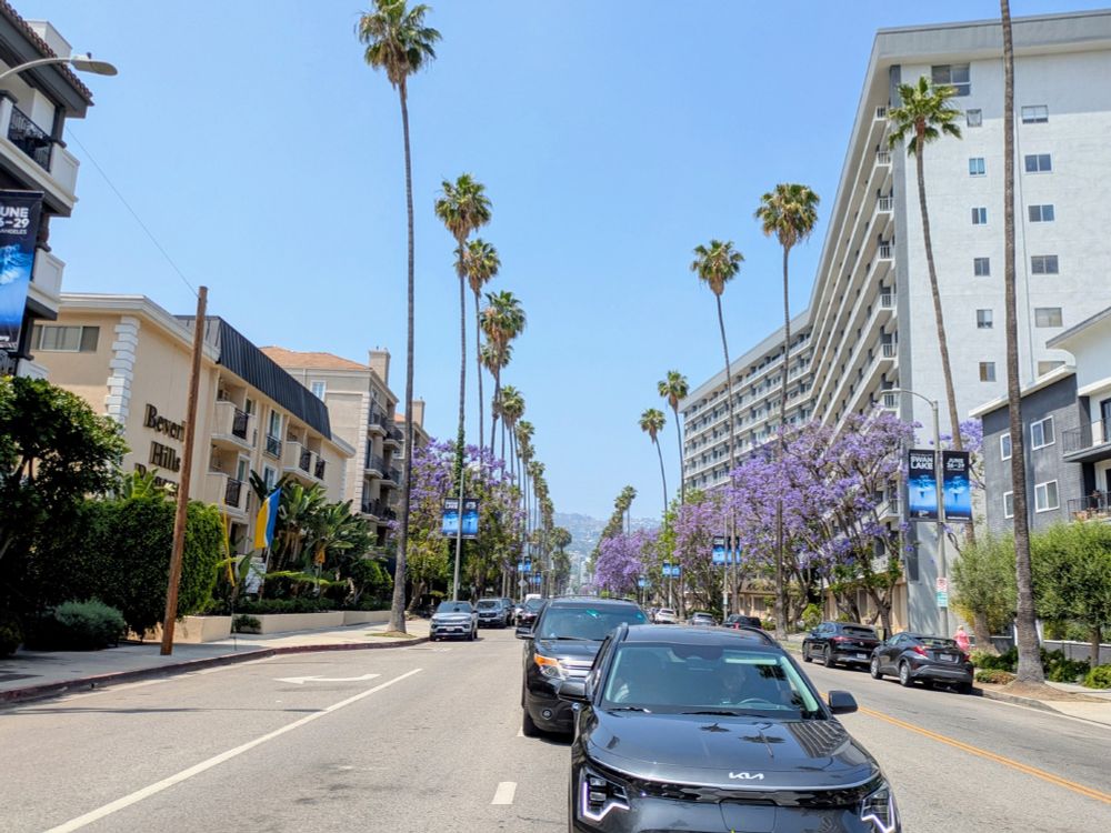 A view of Doheny Blvd in Los Angeles. A street lined with palm trees and the Hollywood Hills just visible in the background.