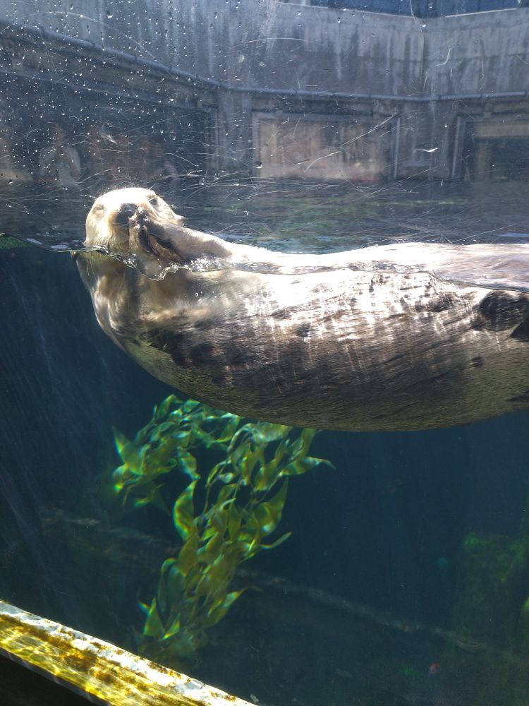An otter rubs his paws and winks at the camera