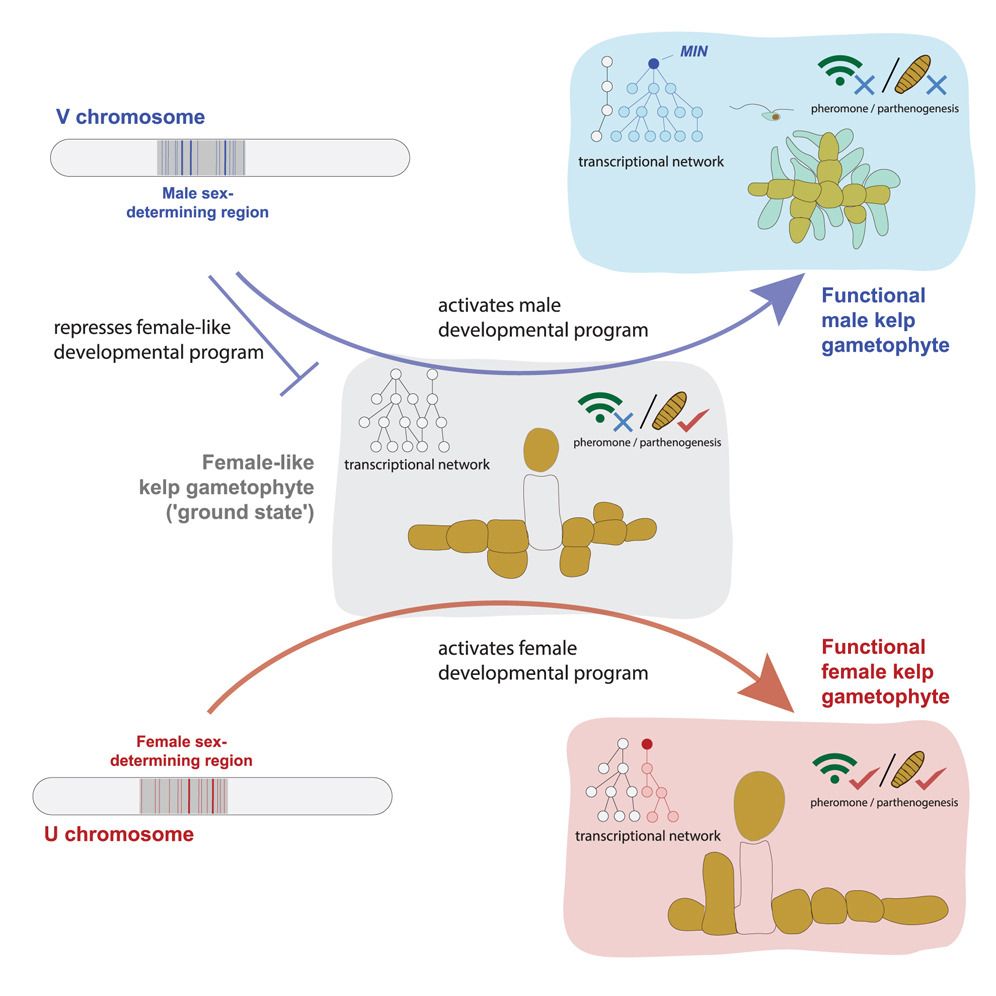 Graphical abstract outlining the female-like ground state of giant kelp gametophyte morphology, which is repressed by the male V-chromosome to activate male development, or complemented by the female U-chromosome to form a functional female.