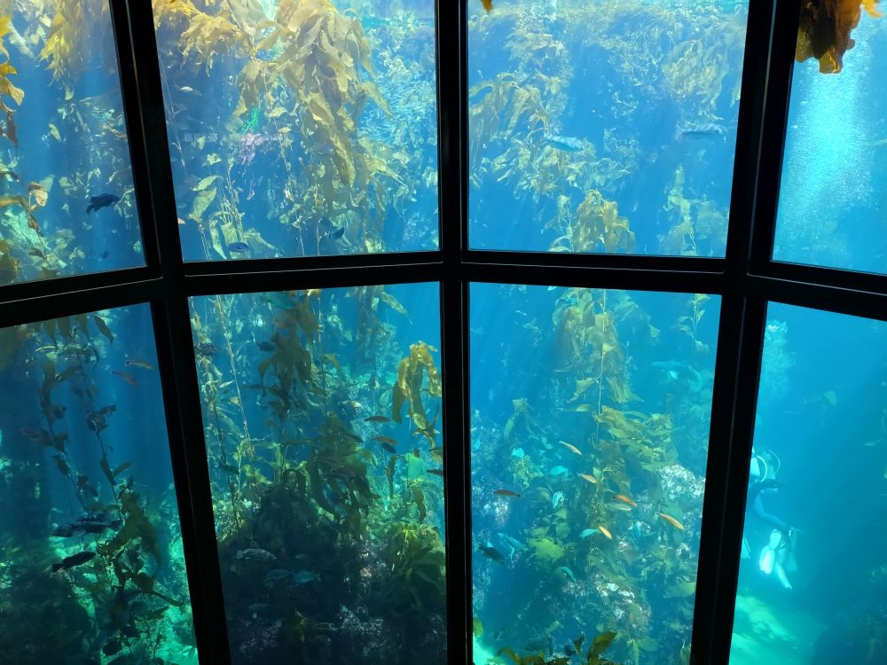 The Kelp Forest Cathedral at Monterey Bay Aquarium
