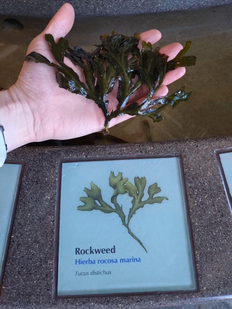 A hand holding seaweed above an illustration of Rockweed (Fucus distichous)