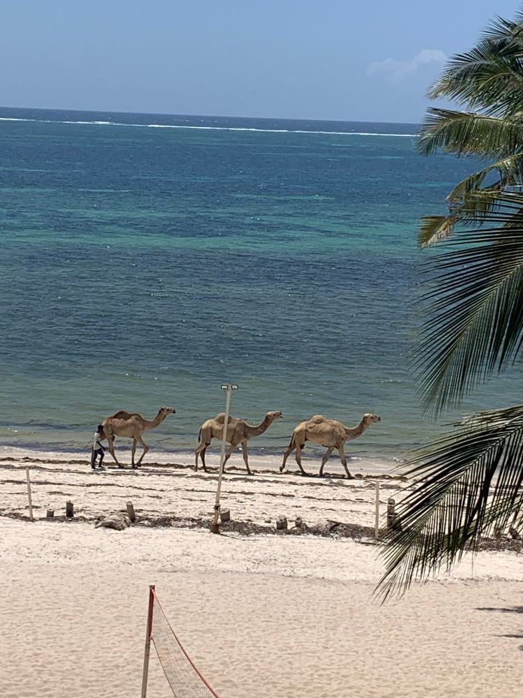 3 camels on a white Sandy beach and a beautifully shallow blue tropical sea, with some palm trees in the foreground