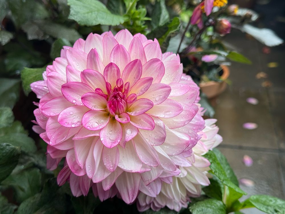 A pink and white dahlia covered by raindrops 