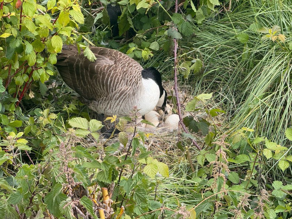 A goose nest with eggs full of small Ryan about to hatch.