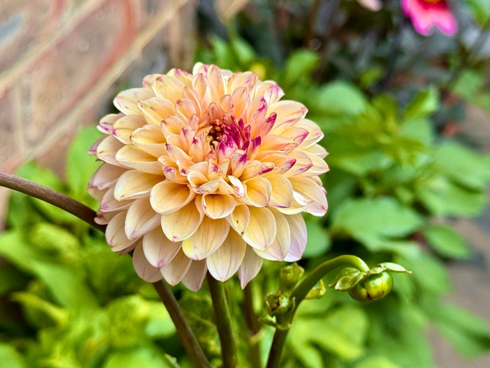 A small round cream-coloured dahlias with splatters of burgundy. Its centre will be fully burgundy once entirely open.