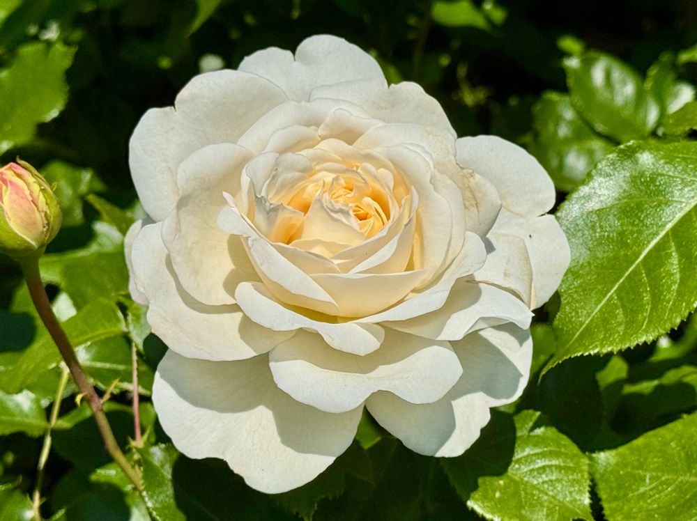 A cream-white rose starting to bloom. It has an incredible amount of petal layers.