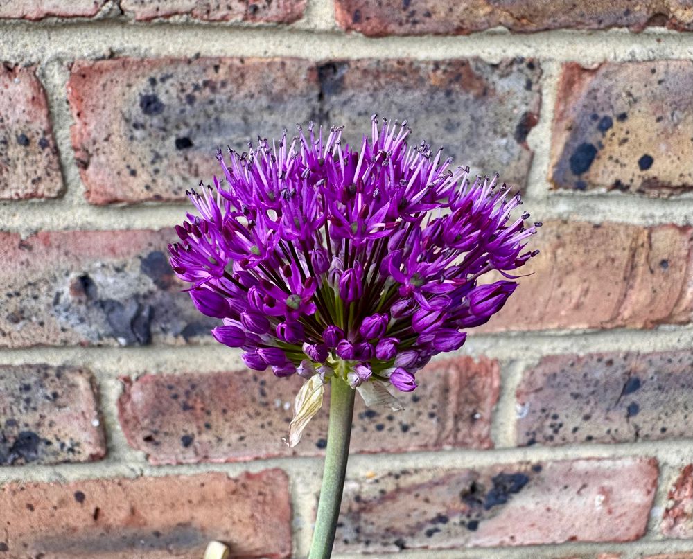 An allium blooming, a pompom of tiny purple flowers.
