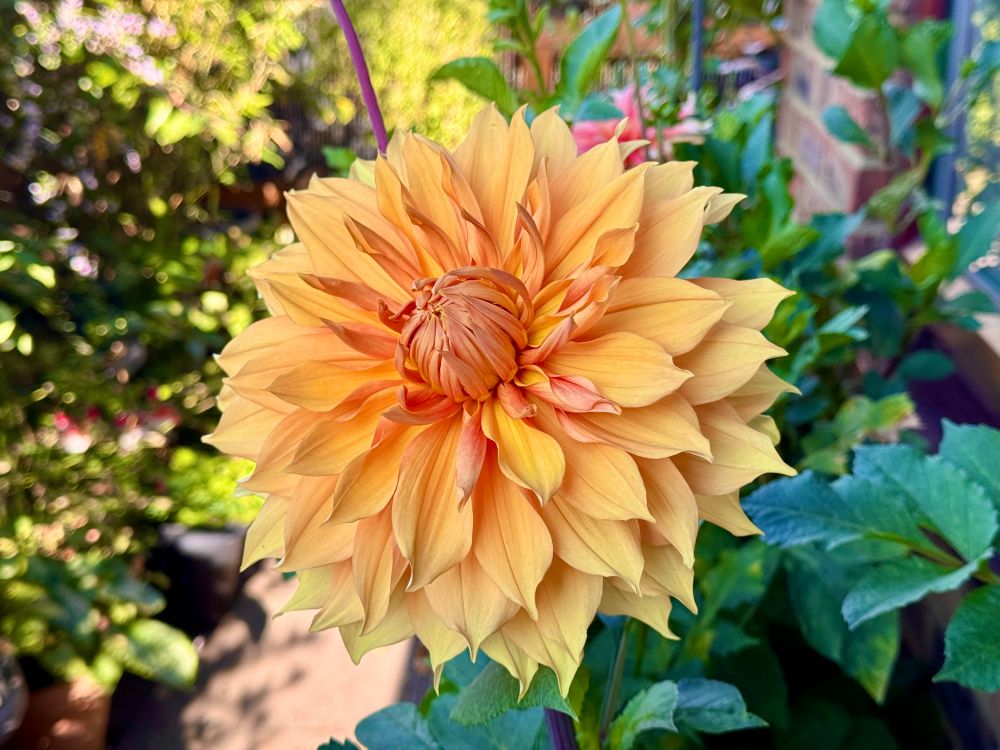 A large yellows-orange dahlia with many swirly petals. It looks like a small sun.