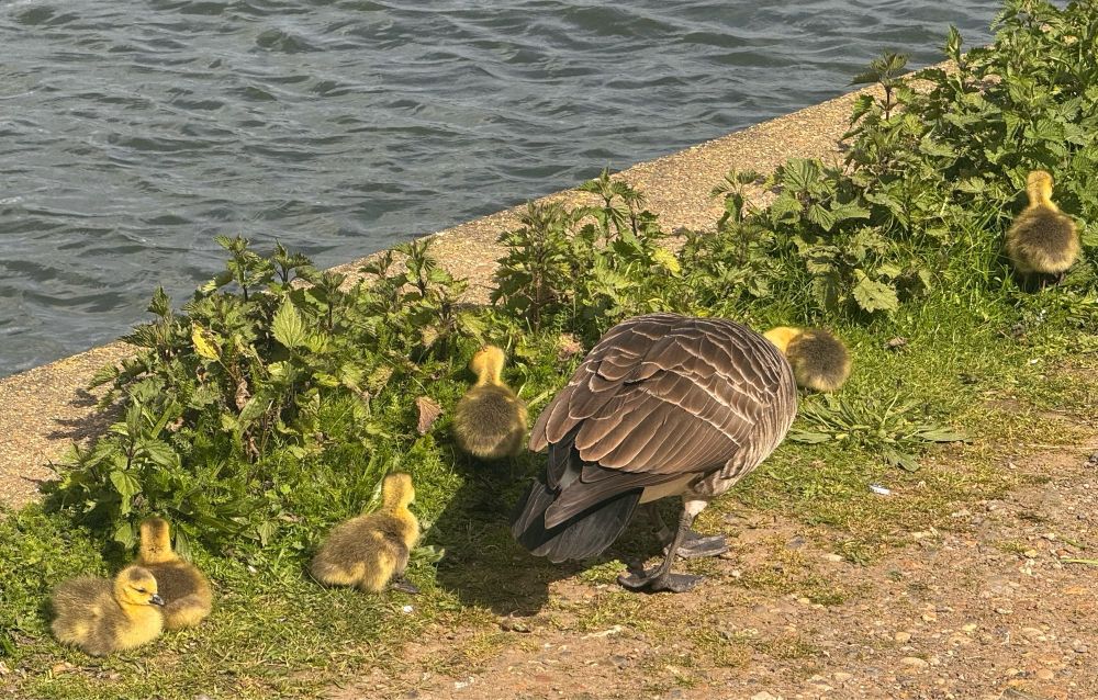 Yellow goslings around mama Canada goose.