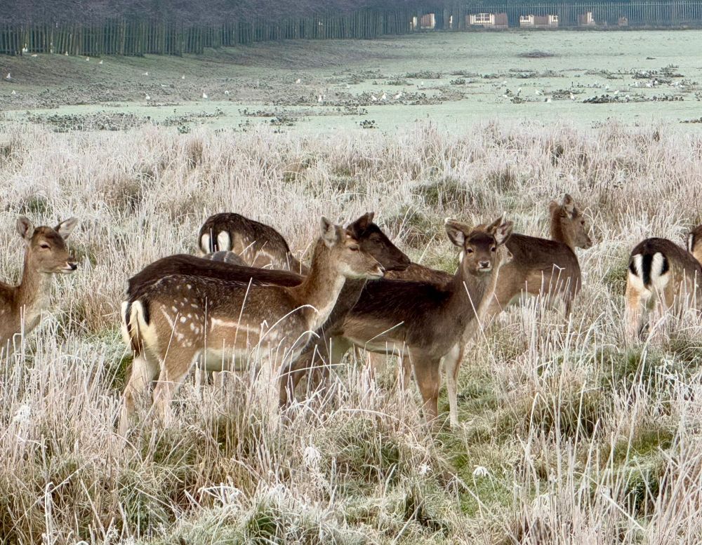 A few small deer in frozen high grass.
