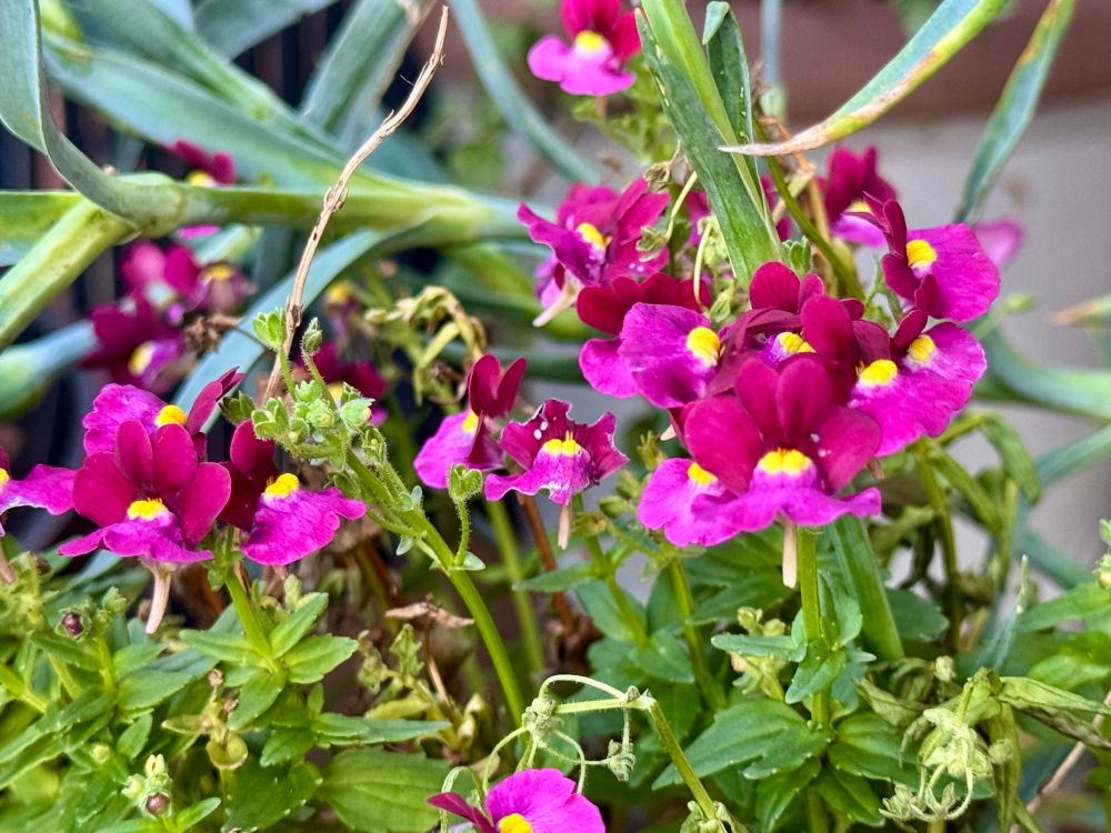Small pink and purple flowers with two yellow eyes. (Nemesias)
