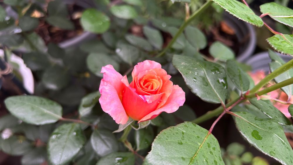 Magic harlequin rose blooming. A mix of red, pink, and orange.