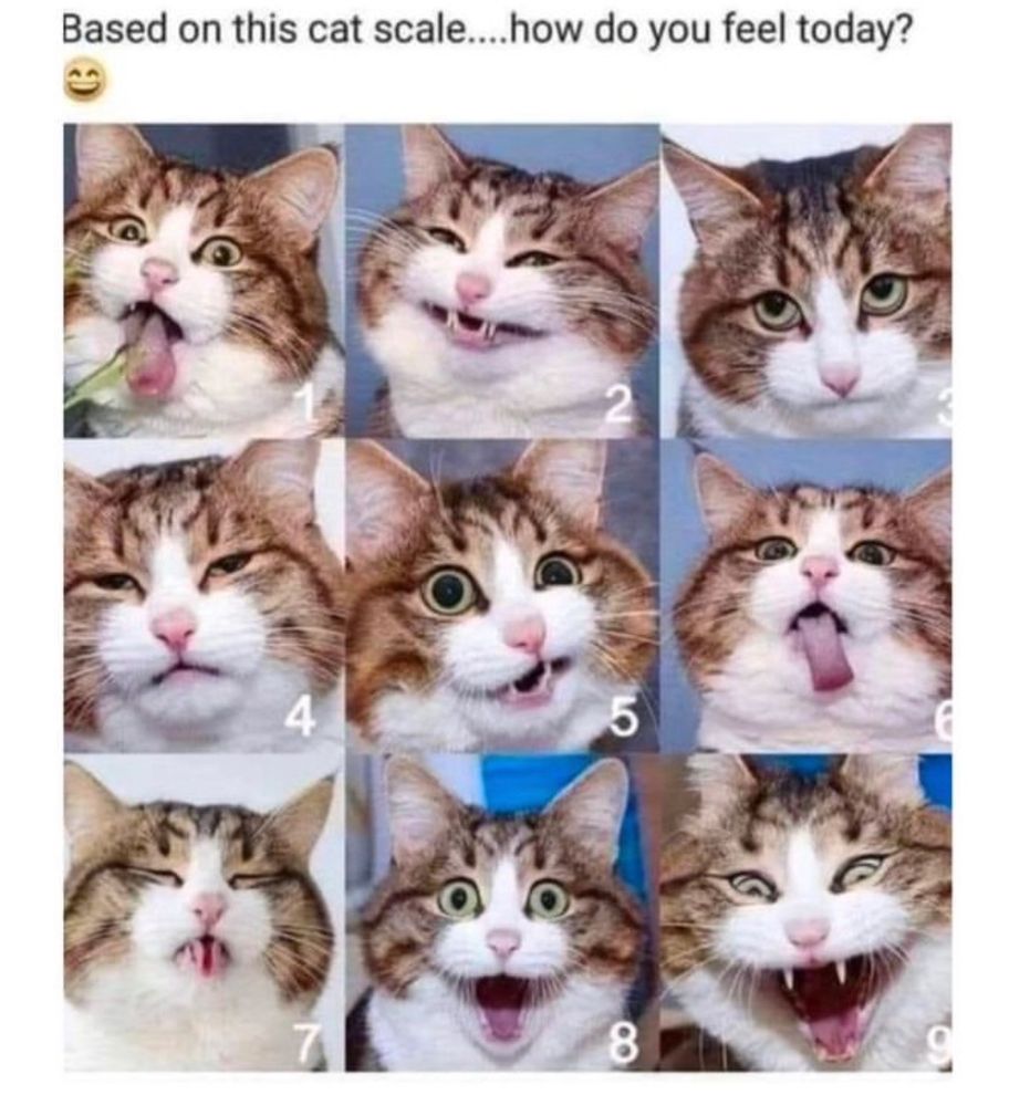 “Based on this cat scale… how do you feel today?” Nine photos of a cat with various expressions from bored to on acid.