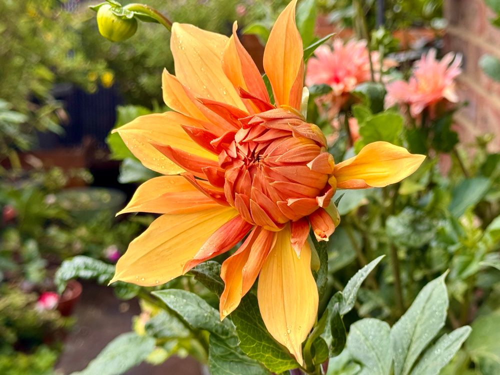 Yellow-orange petals slowly unraveling from a big round dahlia bud of the same colour.