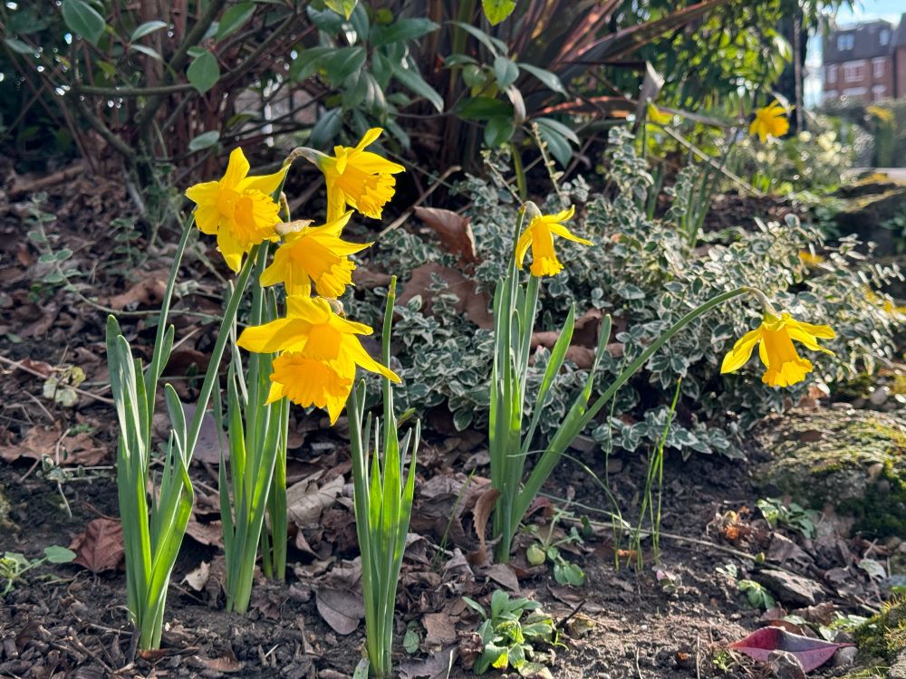 A few yellow Daffodils