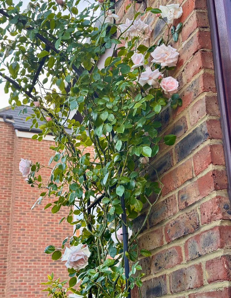 A climbing rose against a metal arch and a brick wall.