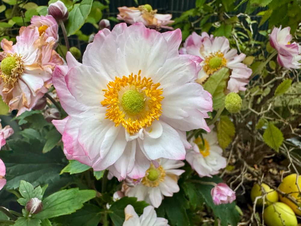 Some Japanese anemone flowers. They have a green centre surrounded by yellow stamens, and white petals tinged with soft pink at the edges.