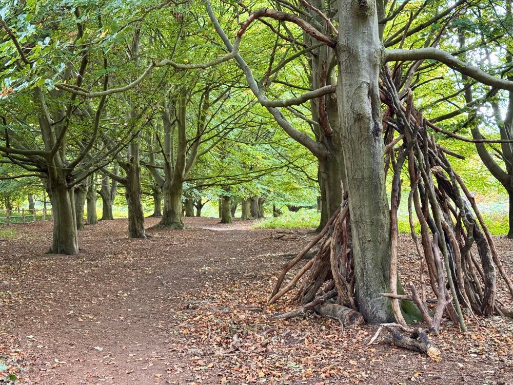 A path in the woods. A ceiling of green leaves.