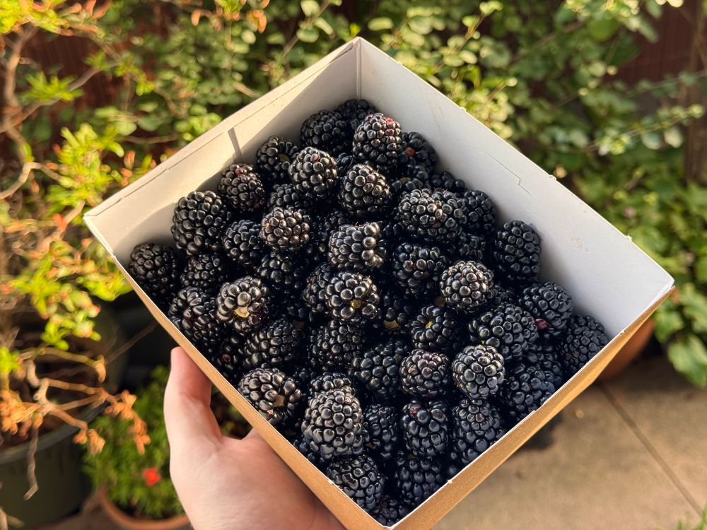 A carboard box filled with many blackberries 