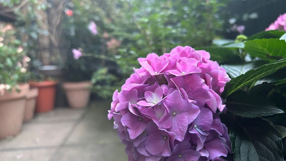 Pink Hydrangea on my terrace. Various plants in the background.