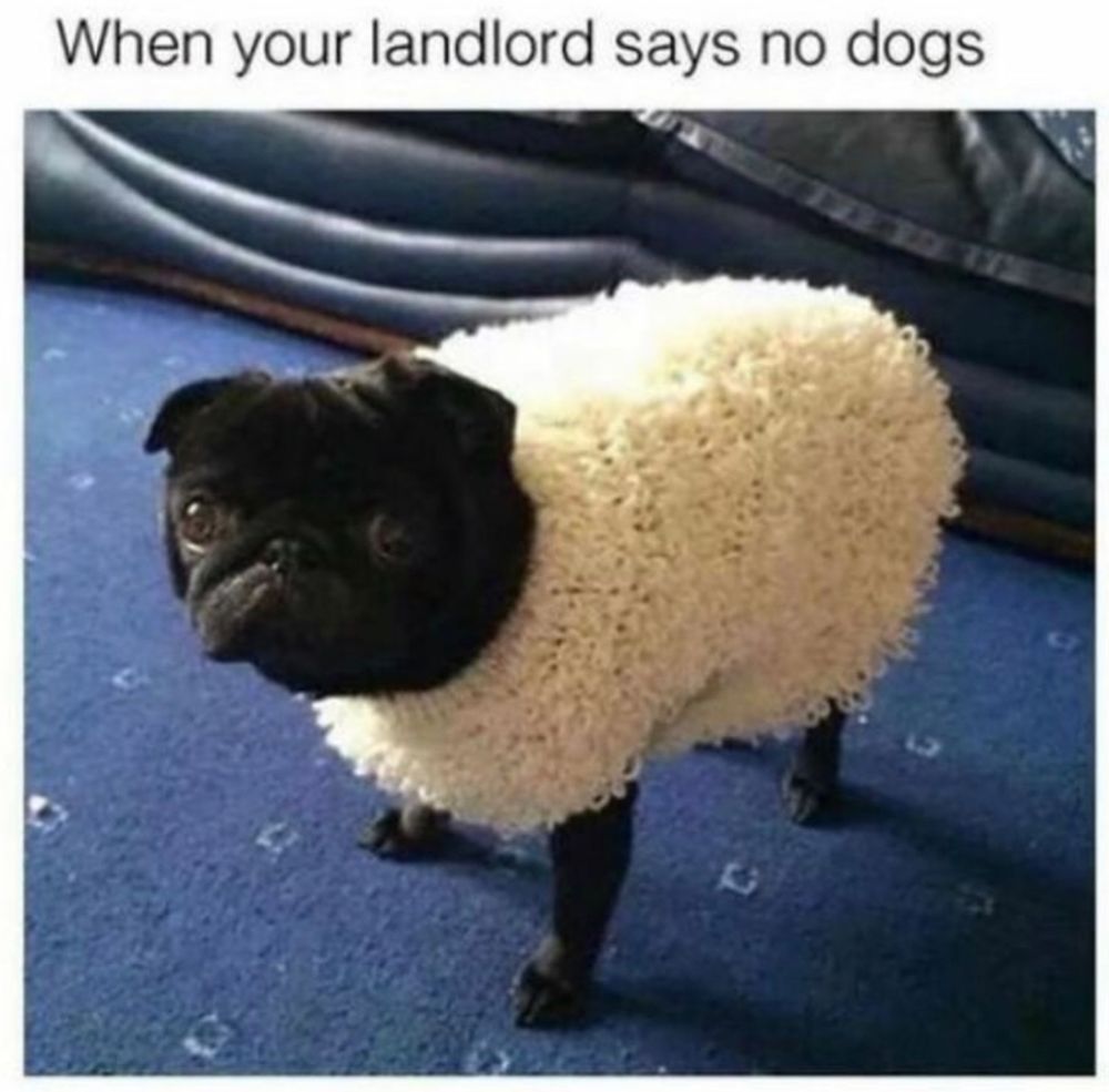 “When your landlord says no dogs”
A pug wearing a wooly coat making him look like a sheep. Well, a bit…