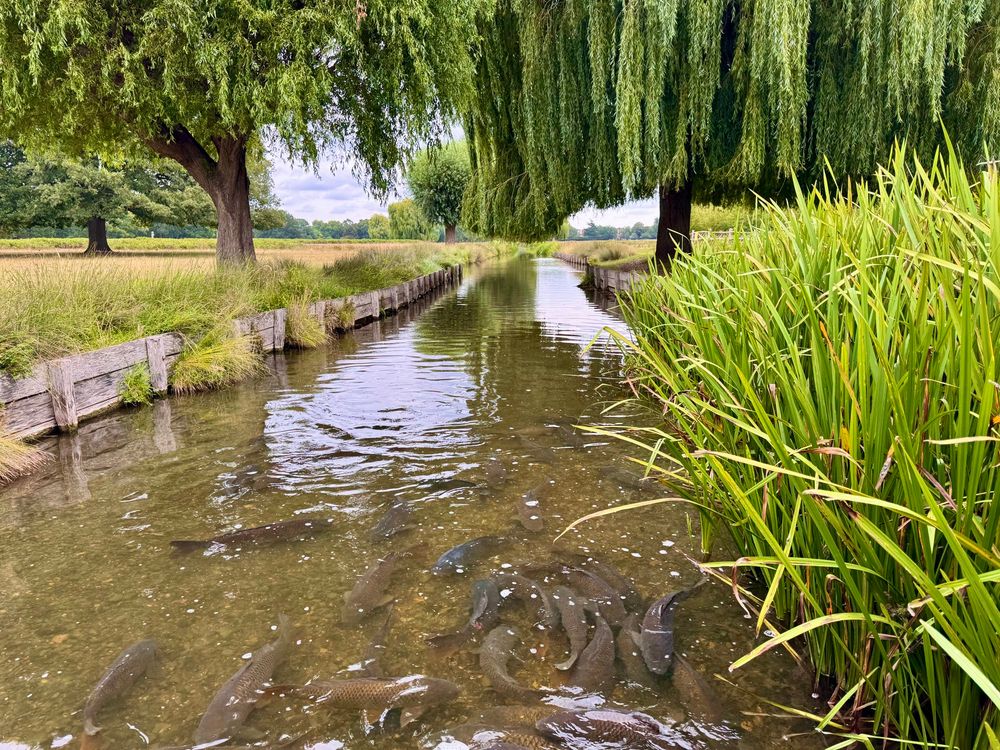 Many grey carps in a straight shallow pond. Trees and plants around it.