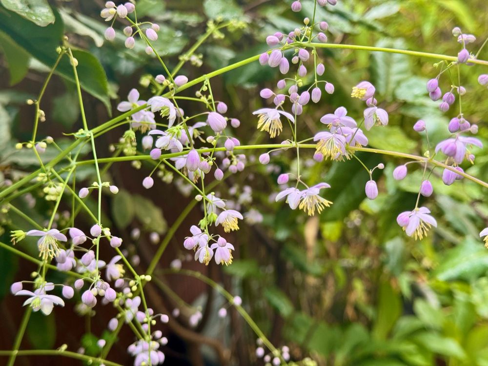 Small lilac, bell-shaped flowers in bloom, with some just opening to reveal yellow pistils.