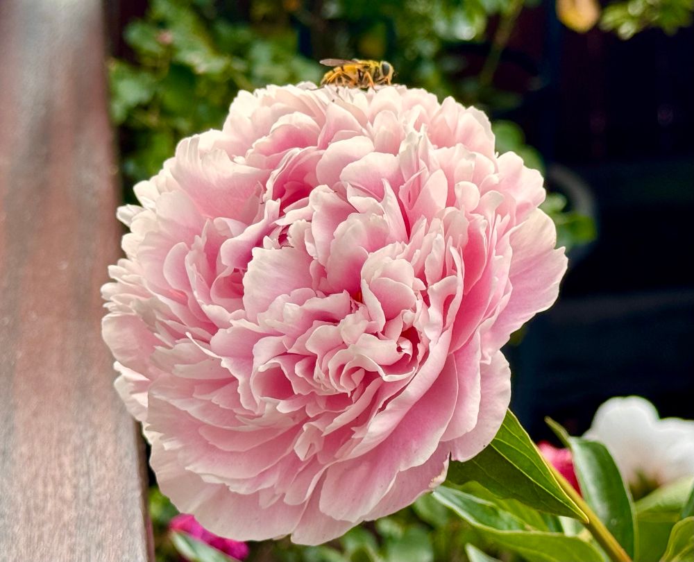 A soft pink peony with many layers of petals. A mimic hoverfly is sitting on top of it.