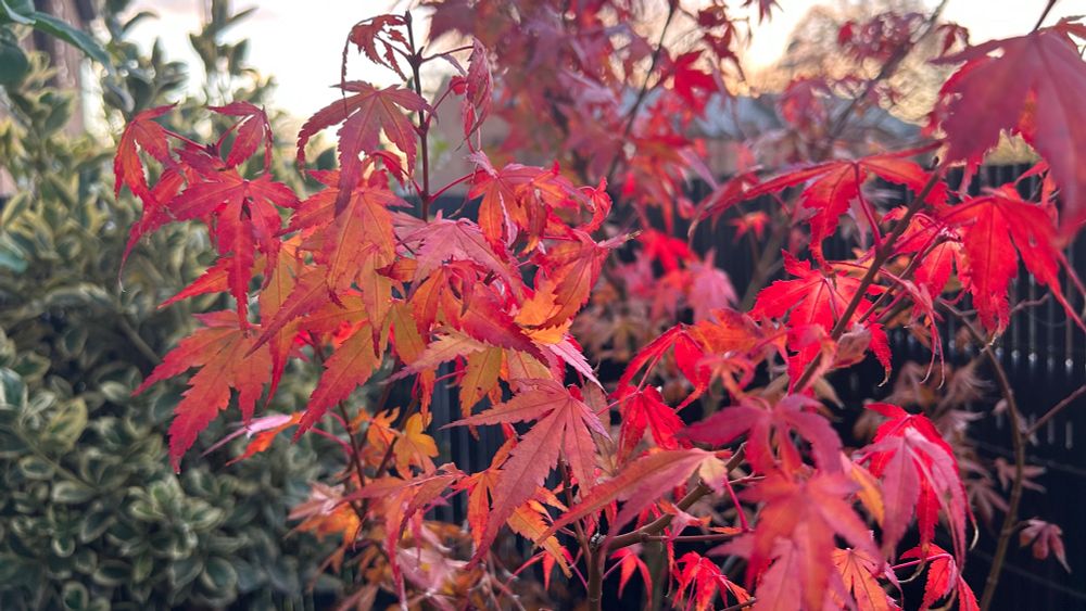 The orange-red leaves of a Japanese maple tree.