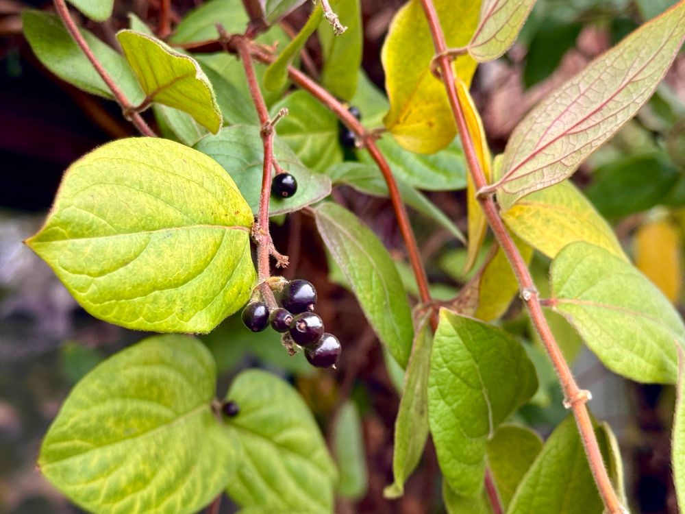 Small black berries in the middle of green leaves.