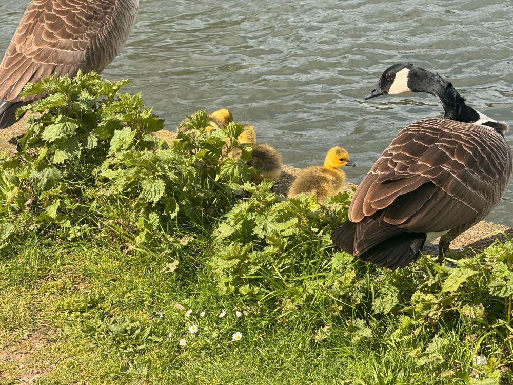 Yellow goslings around mama Canada goose.
