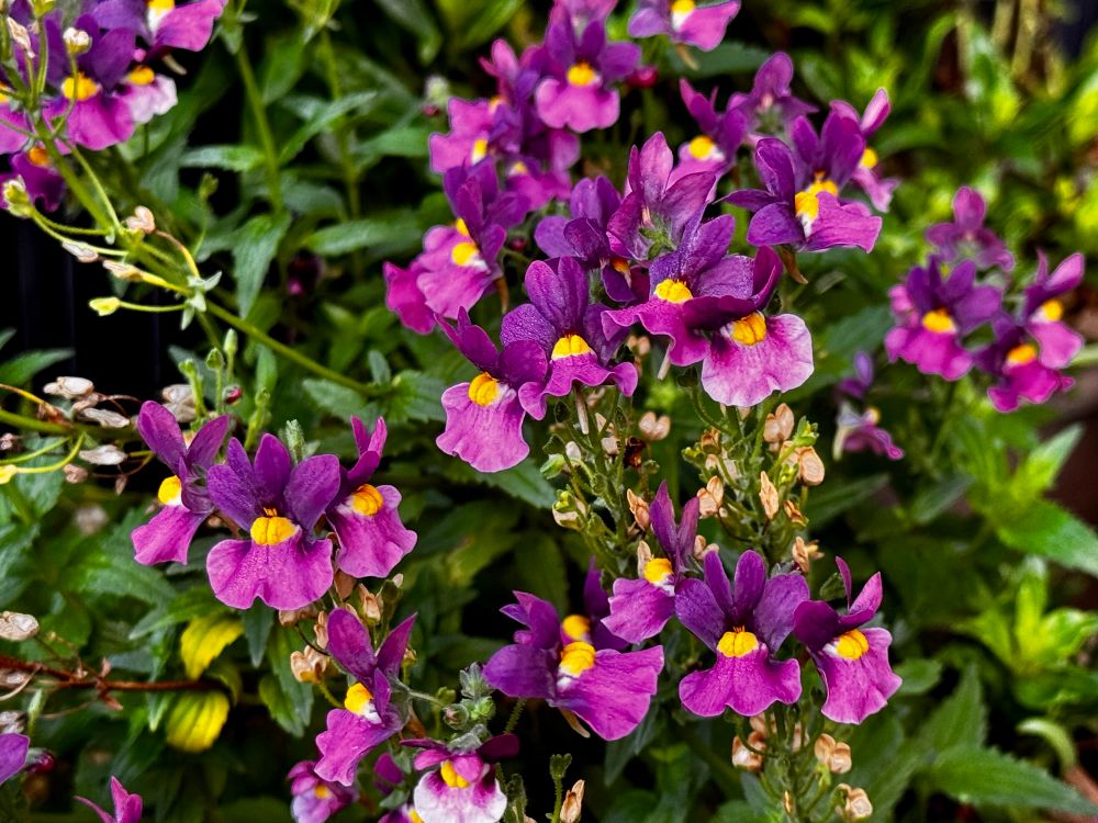 Grapes of wee purple flowers with two yellow eyes