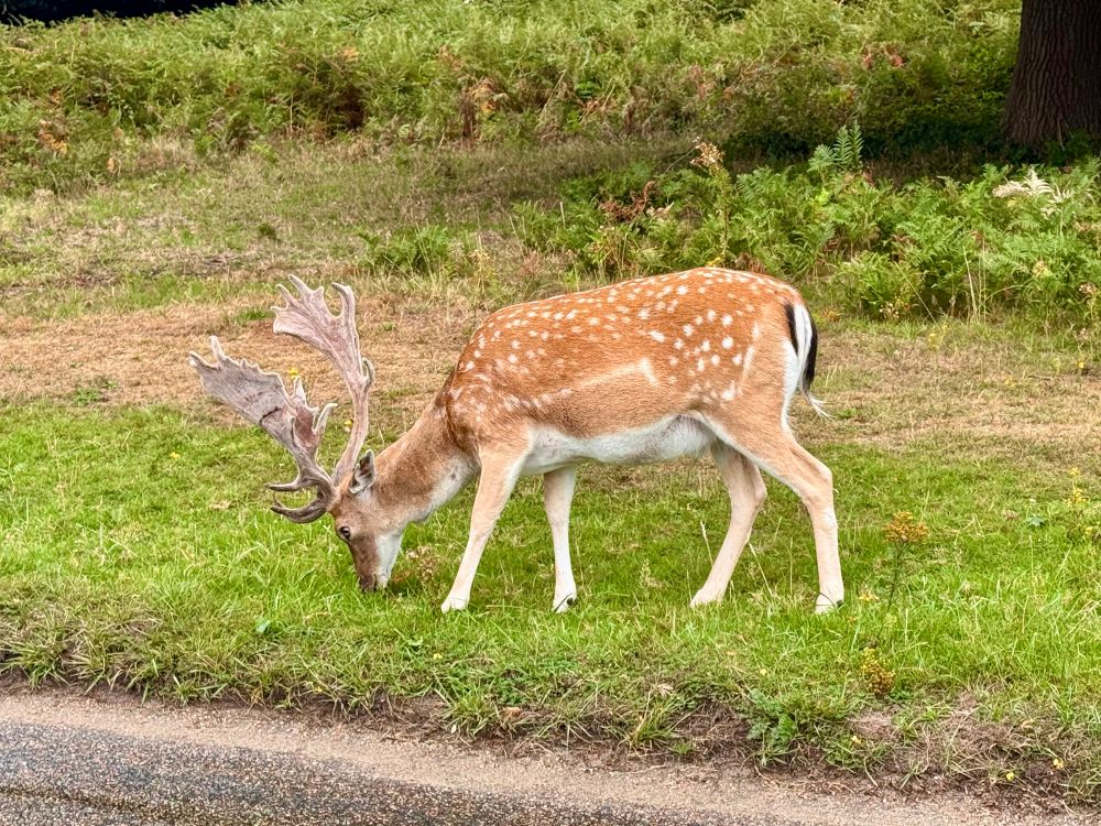 A fallow dear munching on grass.