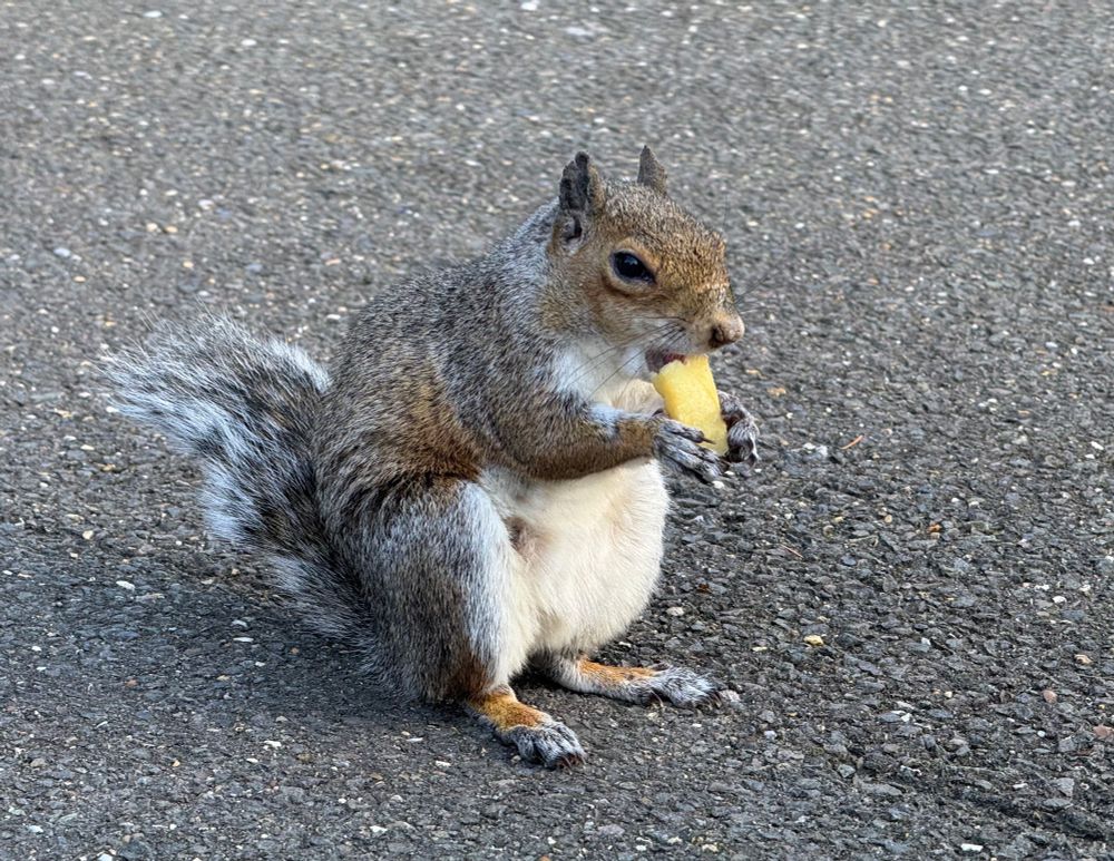 A plump grey squirrel eating a small piece of apple.
