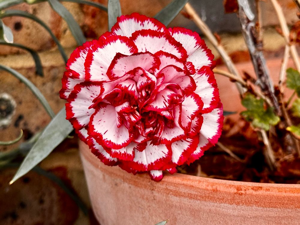A red and white carnation. White petals with red edges.