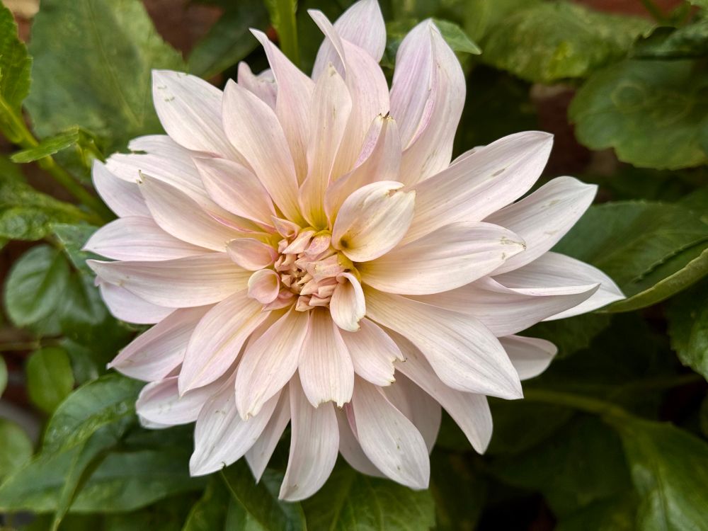 A large white-cream dahlia. A bit damaged here and there.