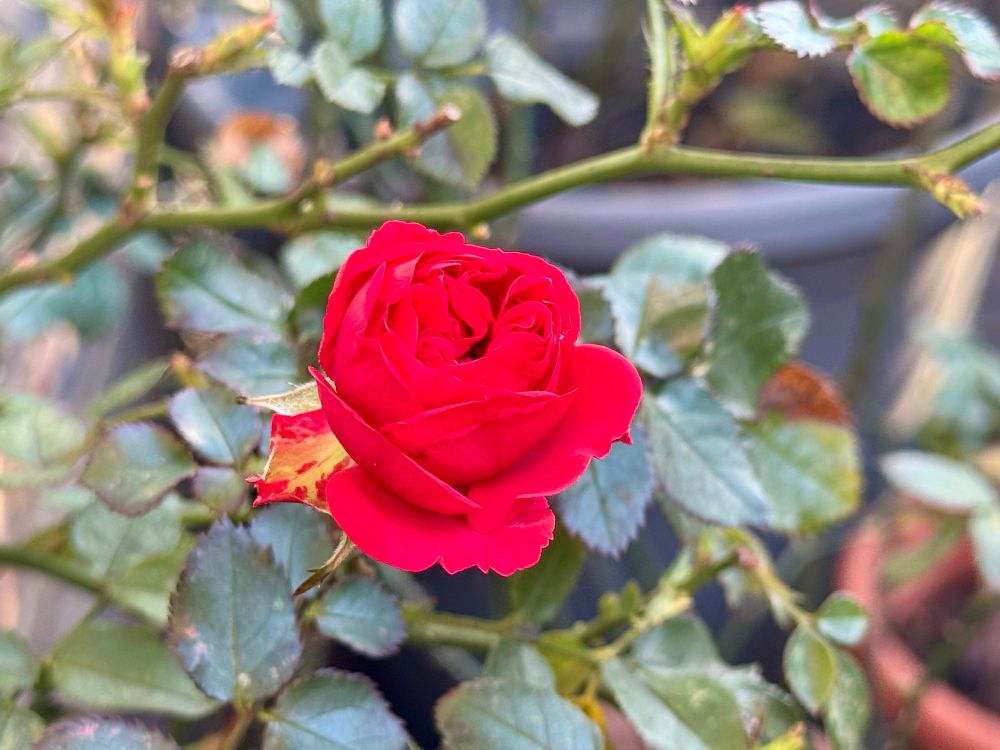 A red rose blooming.