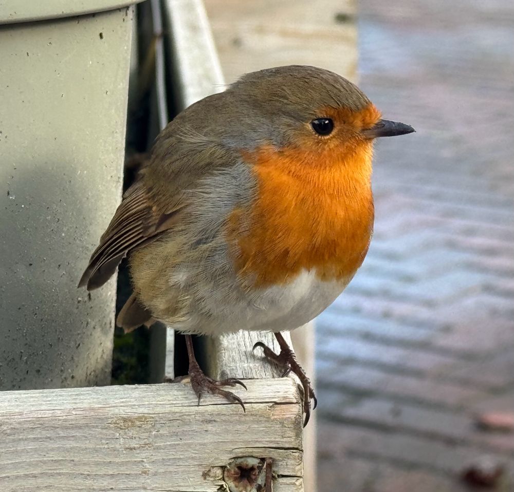 A bird (european robin). It has a round body and is mostly grey/brown with an orange chest and face.
