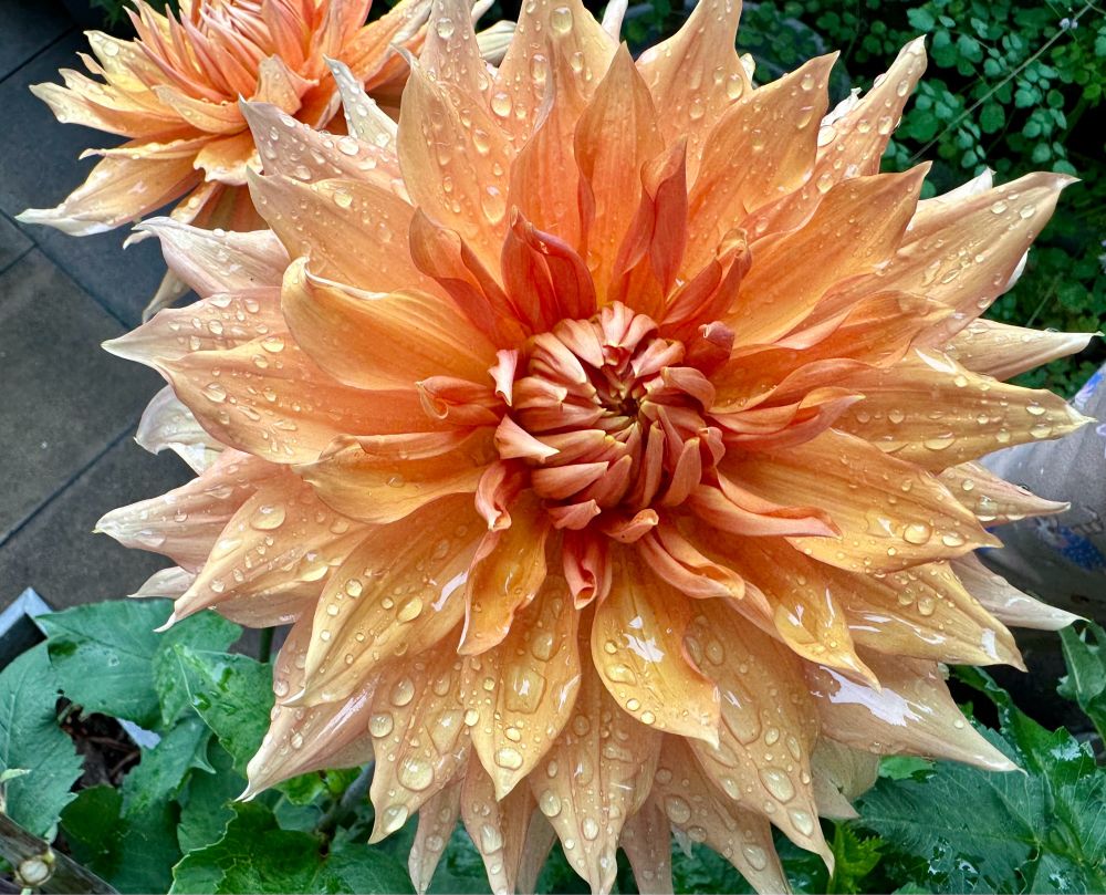 A golden dahlia covered in raindrops.