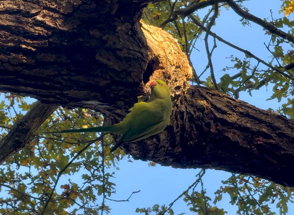 A green parakeet on a tree. The sun is shining on its head.